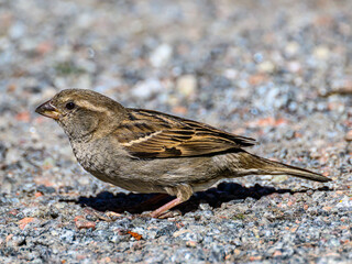 sparrow on the beach