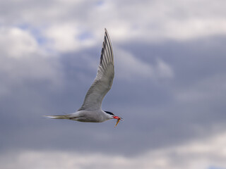 seagull in flight