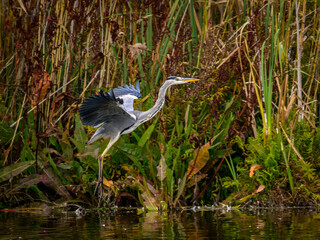 great blue heron ardea cinerea