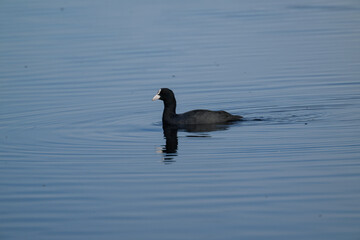 country goose swimming