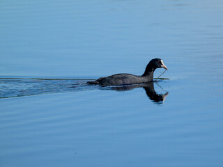 country goose swimming