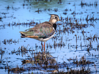 great crested grebe