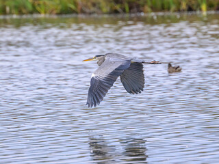 great blue heron