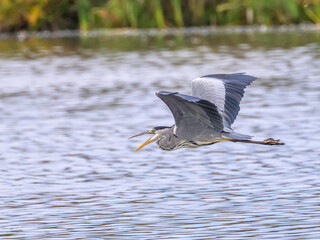 heron in flight