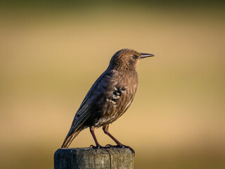bird on a branch