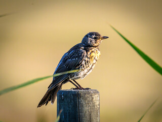 bird on a fence