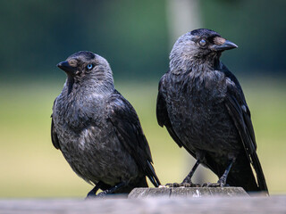 blackbird on a branch