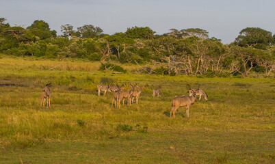 Naklejka na ściany i meble More than one antelope species can coexist in the Imangaliso Wetland Park in South Africa.