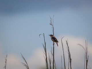 bird on a branch