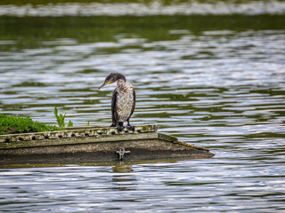 great blue heron ardea cinerea