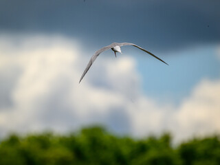seagull