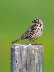 bird on a fence