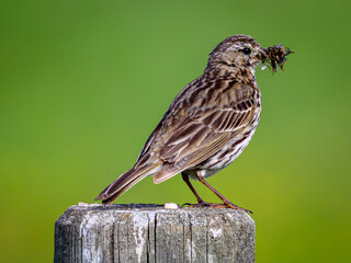 bird on a fence