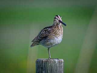 bird on a fence