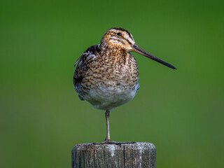 bird on the fence