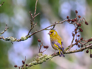 bird on a branch