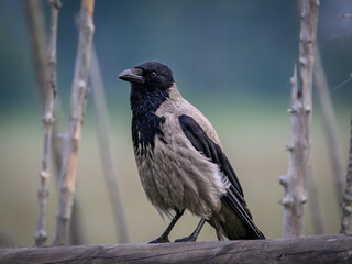 blackbird on a branch