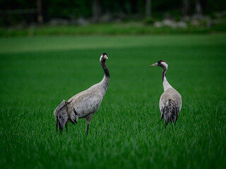 Obraz premium grey crowned crane in grass