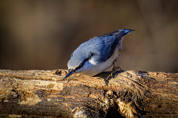 blue jay on a branch