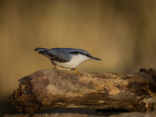 Little birds eating