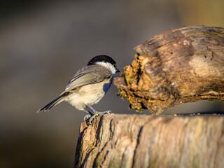 Little birds eating