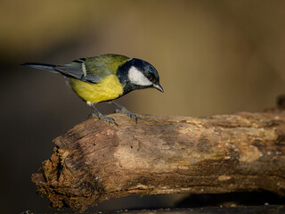 Little birds eating