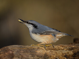 Little birds eating