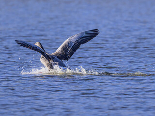 seagull flying in the water