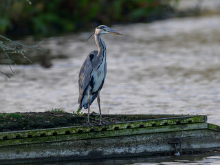 great blue heron in the marsh