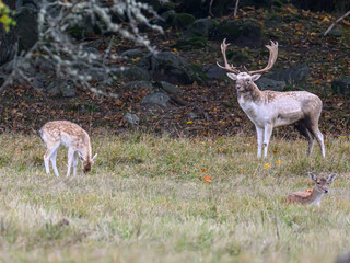 deer in the woods