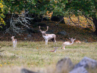 deer in the woods