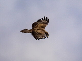 eagle in flight