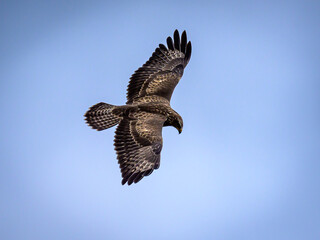eagle in the sky
