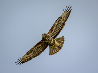 Fototapeta premium osprey in flight