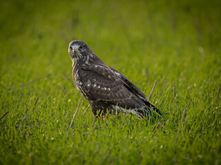 raven on the grass