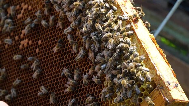 beekeeping concept. Honey bees fly into the hive. bees on a frame for honey. production of natural honey.