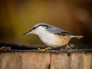Little birds eating