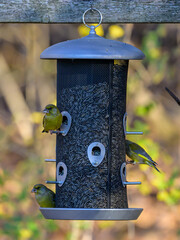 bird on a feeder