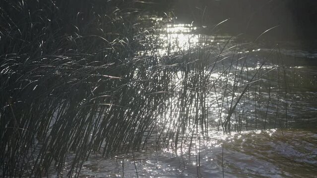 Reeds on the river bank