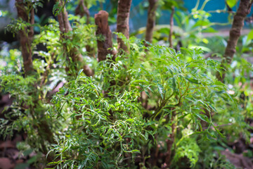 Beautiful Close up leaves plant in the forest