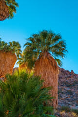 Fototapeta na wymiar Joshua Tree National Park Hiking Trail Landscape Series, hundreds of years old palm trees at sunrise against the blue sky background at Fortynine Palms Oasis Trail in Twentynine Palms, California