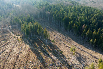 Aerial view of pine forest with large area of cut down trees as result of global deforestation...