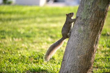 Beautiful wild gray squirrel climbing tree trunk in summer town park