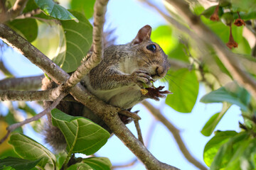 Beautiful wild gray squirrel eating nuts on a tree in summer town park