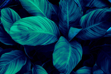 tropical leaf background, dark blue color toned