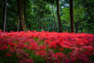 Red Spider Lilies