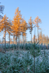 die goldenen Lärchen, Winterwald im Kalletal, Lärchengold vor blauem Himmel