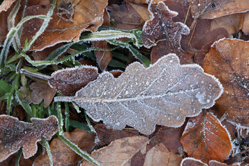 gefrorenes Eichenblatt im Wald