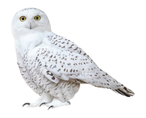 Snowy owl (Bubo scandiacus), PNG, isolated on transparent background