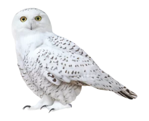 Rolgordijnen Snowy owl (Bubo scandiacus), PNG, isolated on transparent background © Robin